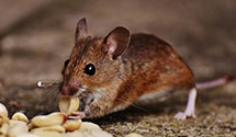 24 Hour & Emergency Exterminators in Pine Village, PA
